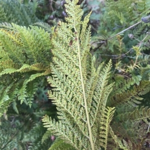 Polystichum proliferum at Tennent, ACT - 3 Oct 2021