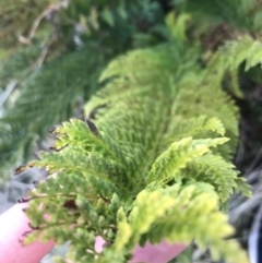 Polystichum proliferum at Tennent, ACT - 3 Oct 2021