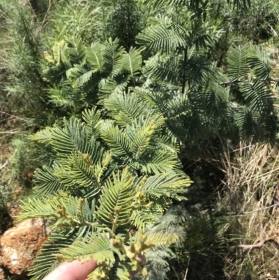 Acacia dealbata subsp. subalpina (Monaro Silver-wattle) at Tennent, ACT - 3 Oct 2021 by Tapirlord