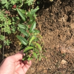 Veronica derwentiana (Derwent Speedwell) at Tennent, ACT - 2 Oct 2021 by Tapirlord