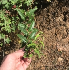 Veronica derwentiana subsp. derwentiana at Tennent, ACT - 3 Oct 2021