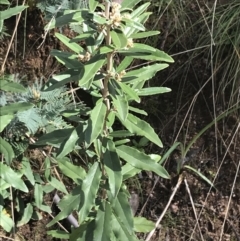 Olearia megalophylla (Large-leaf Daisy-bush) at Tennent, ACT - 3 Oct 2021 by Tapirlord