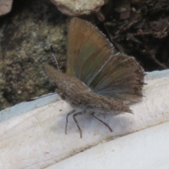 Paralucia spinifera (Bathurst or Purple Copper Butterfly) at Booth, ACT - 3 Oct 2021 by Christine