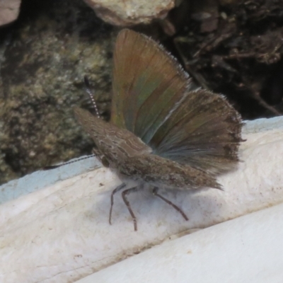 Paralucia spinifera (Bathurst or Purple Copper Butterfly) at Booth, ACT - 3 Oct 2021 by Christine