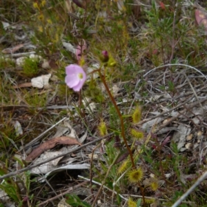 Drosera gunniana at Boro, NSW - 4 Oct 2021