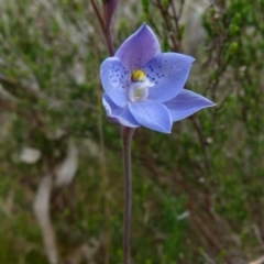Thelymitra juncifolia (Dotted Sun Orchid) at Boro, NSW - 4 Oct 2021 by Paul4K