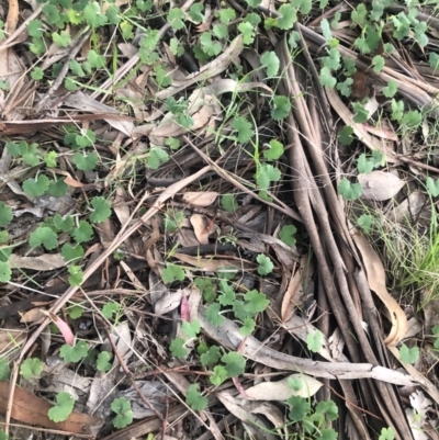 Hydrocotyle laxiflora (Stinking Pennywort) at Belconnen, ACT - 5 Oct 2021 by Dora