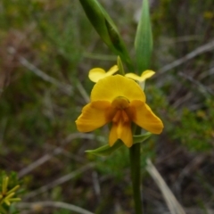 Diuris aequalis (Buttercup Doubletail) at Boro - 3 Oct 2021 by Paul4K