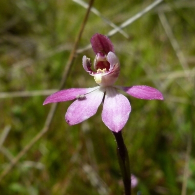 Caladenia mentiens (Cryptic Pink-fingers) at Boro, NSW - 4 Oct 2021 by Paul4K