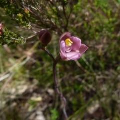 Thelymitra carnea (Tiny Sun Orchid) at Boro, NSW - 4 Oct 2021 by Paul4K