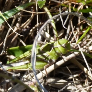 Perala viridis at Boro, NSW - suppressed