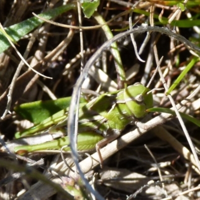 Perala viridis (Spring buzzer) at Boro - 4 Oct 2021 by Paul4K