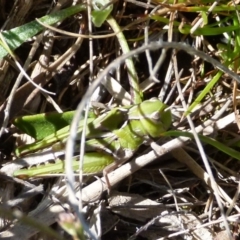 Perala viridis at Boro, NSW - suppressed