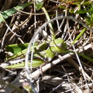 Perala viridis at Boro, NSW - suppressed