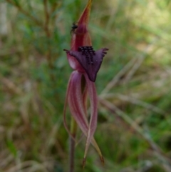 Caladenia tessellata (Thick-lip Spider Orchid) at Boro, NSW - 5 Oct 2021 by Paul4K