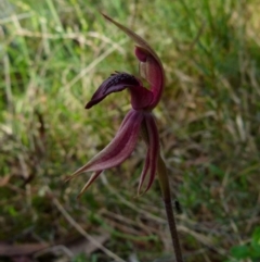 Caladenia tessellata at Boro, NSW - 5 Oct 2021