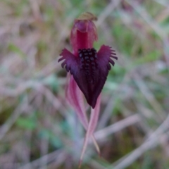 Caladenia tessellata at Boro, NSW - 5 Oct 2021