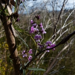 Glycine clandestina (Twining Glycine) at Boro, NSW - 4 Oct 2021 by Paul4K