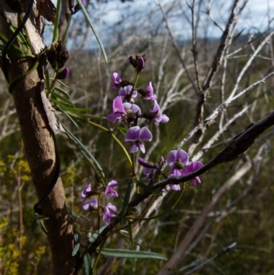 Glycine clandestina (Twining Glycine) at Boro - 4 Oct 2021 by Paul4K