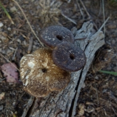 Lentinus arcularius (Fringed Polypore) at Boro, NSW - 5 Oct 2021 by Paul4K