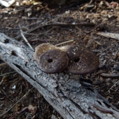 Lentinus arcularius at Boro, NSW - 5 Oct 2021