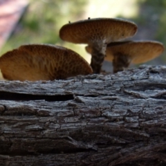 Lentinus arcularius at Boro, NSW - 5 Oct 2021