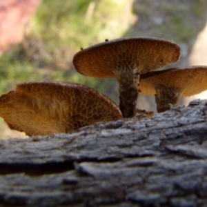 Lentinus arcularius at Boro, NSW - 5 Oct 2021