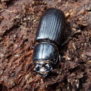 Aulacocyclus edentulus at Mayfield, NSW - suppressed