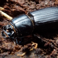 Aulacocyclus edentulus at Mayfield, NSW - suppressed