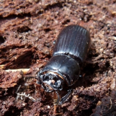 Aulacocyclus edentulus at Mayfield, NSW - suppressed