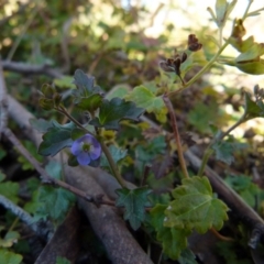 Veronica plebeia (Trailing Speedwell, Creeping Speedwell) at Boro - 5 Oct 2021 by Paul4K