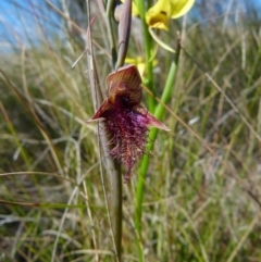 Calochilus platychilus (Purple Beard Orchid) at Boro, NSW - 6 Oct 2021 by Paul4K