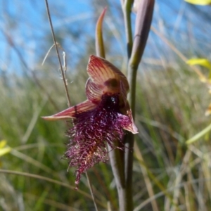 Calochilus platychilus at Boro, NSW - suppressed