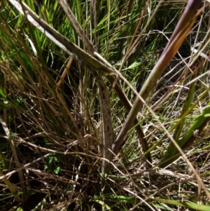 Calochilus platychilus at Boro, NSW - suppressed