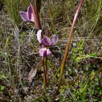 Diuris punctata var. punctata (Purple Donkey Orchid) at Boro - 5 Oct 2021 by Paul4K