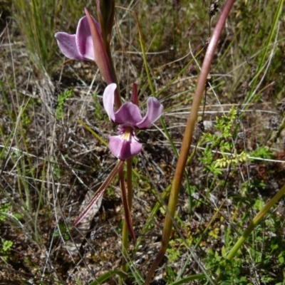 Diuris punctata (Purple Donkey Orchid) at  - suppressed by Paul4K