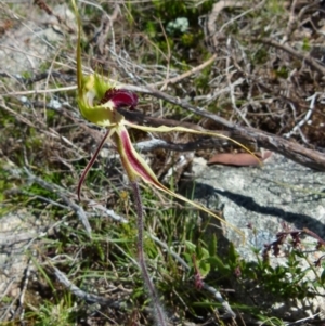 Caladenia parva at Boro, NSW - 6 Oct 2021