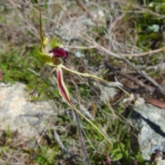 Caladenia parva at Boro, NSW - 6 Oct 2021