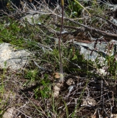 Caladenia parva at Boro, NSW - 6 Oct 2021