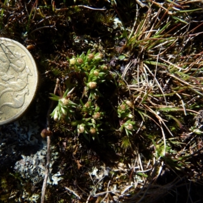 Hyalosperma demissum (Moss Sunray) at Boro - 6 Oct 2021 by Paul4K