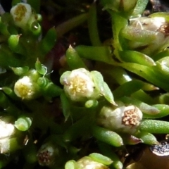 Hyalosperma demissum at Borough, NSW - suppressed