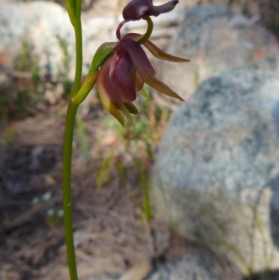 Caleana major (Large Duck Orchid) at Boro - 6 Oct 2021 by Paul4K