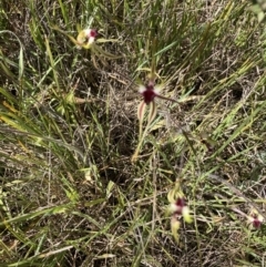 Caladenia atrovespa (Green-comb Spider Orchid) at Molonglo Valley, ACT - 7 Oct 2021 by Jenny54