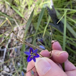 Dianella revoluta var. revoluta at Downer, ACT - 7 Oct 2021