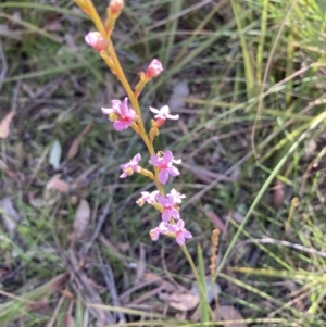 Stylidium sp. at Molonglo Valley, ACT - 7 Oct 2021 09:41 AM