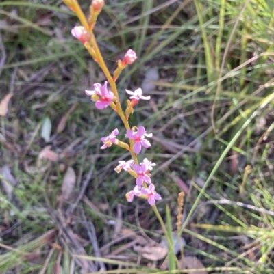 Stylidium (genus) (Trigger Plant) at Molonglo Valley, ACT - 7 Oct 2021 by Jenny54