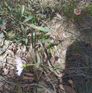 Brachyscome sp. at Corang, NSW - 6 Oct 2021