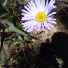Brachyscome sp. (Cut-leaf Daisy) at Corang, NSW - 5 Oct 2021 by LeonieWood