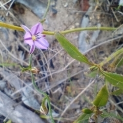 Thysanotus patersonii (Twining Fringe Lily) at Corang, NSW - 6 Oct 2021 by LeonieWood