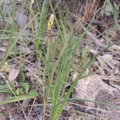 Bulbine bulbosa (Golden Lily) at Conder, ACT - 17 Sep 2021 by michaelb